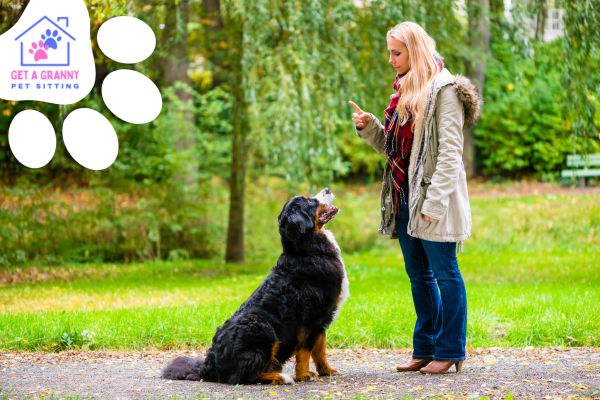 Your Guide to Selecting a Dog Trainer: What to Look For and What to Ask