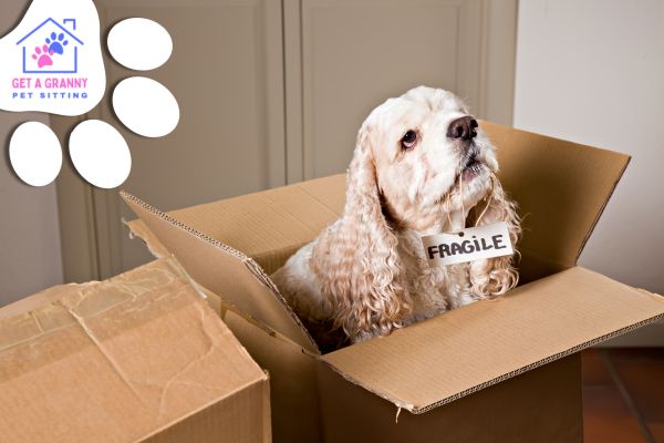 New Home, Happy Hound: Navigating the Move with Your Canine Companion