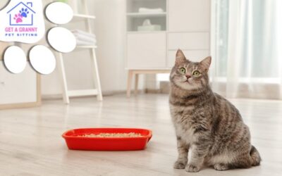 Overcoming Your Feline Friend’s Litter Box Troubles