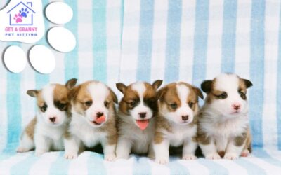 Puppy Preparations: 14 Key Tasks for a Happy Healthy Start