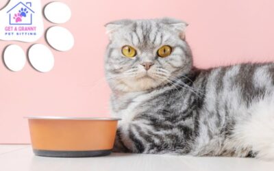 Tips for Getting Your Picky Cat to Eat