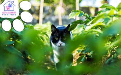 The Perfect Playtime: Stimulating Your Cat’s Inner Hunter