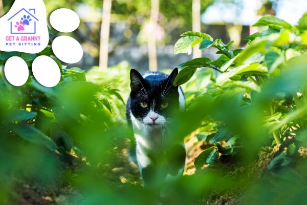 The Perfect Playtime: Stimulating Your Cat’s Inner Hunter