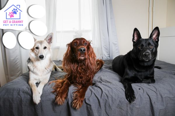 9 Expert Tips to Keep Your Dog Safe While You’re Away for the Day