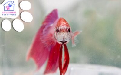 Caring for Your Betta Fish