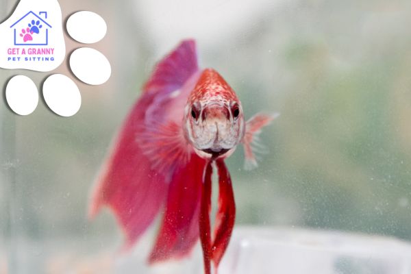 Caring for Your Beta Fish 