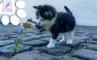 From Cuddles to Catnip: Kitten Care 101 Essentials