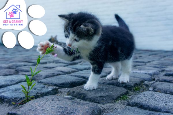 From Cuddles to Catnip: Kitten Care 101 Essentials