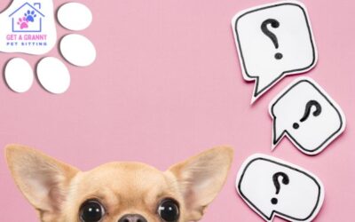 10 Questions I Should Definitely Ask My Pet Sitter