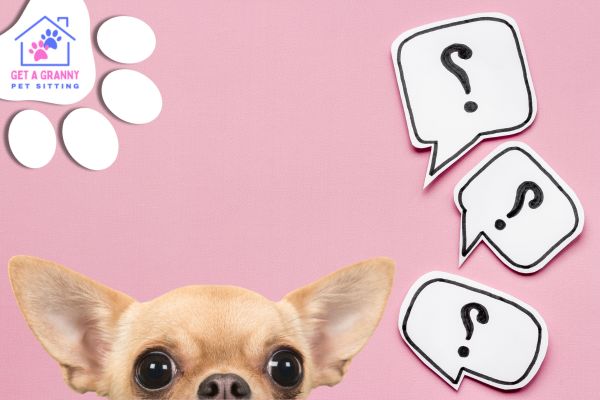 10 Questions I Should Definitely Ask My Pet Sitter